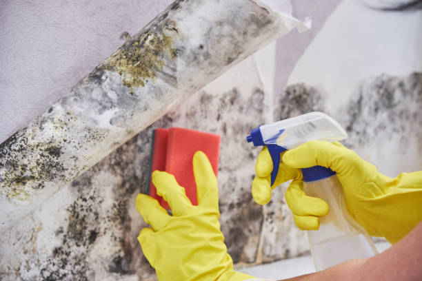 Best Black Mold Removal  in USA